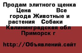 Продам элитного щенка › Цена ­ 30 000 - Все города Животные и растения » Собаки   . Калининградская обл.,Приморск г.